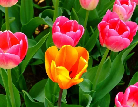 Tulipani colorati