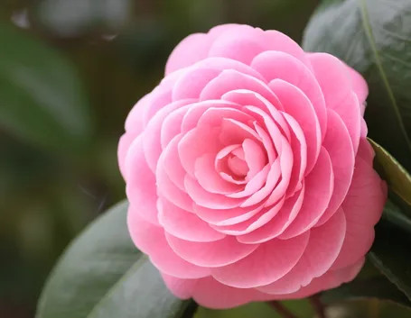camelia