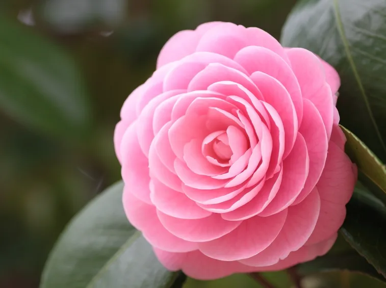 camelia