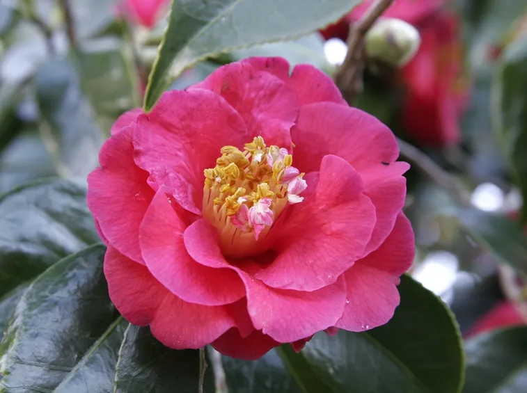 camelia