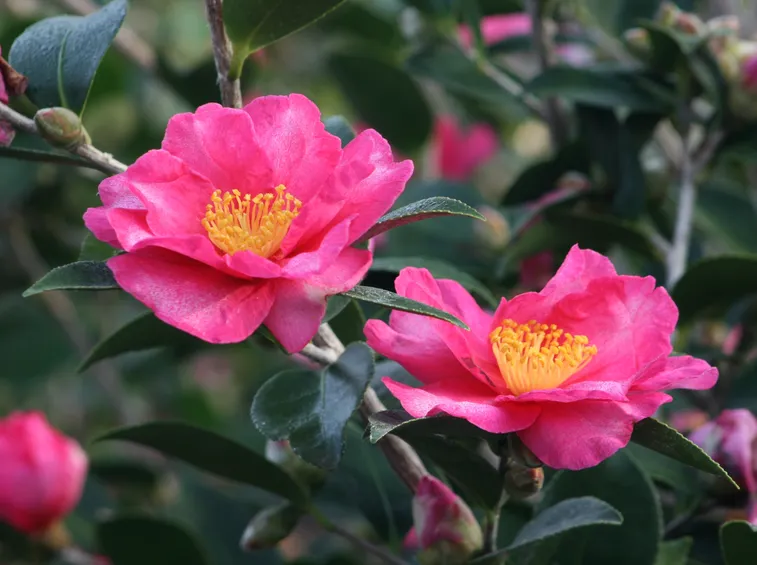 camelia