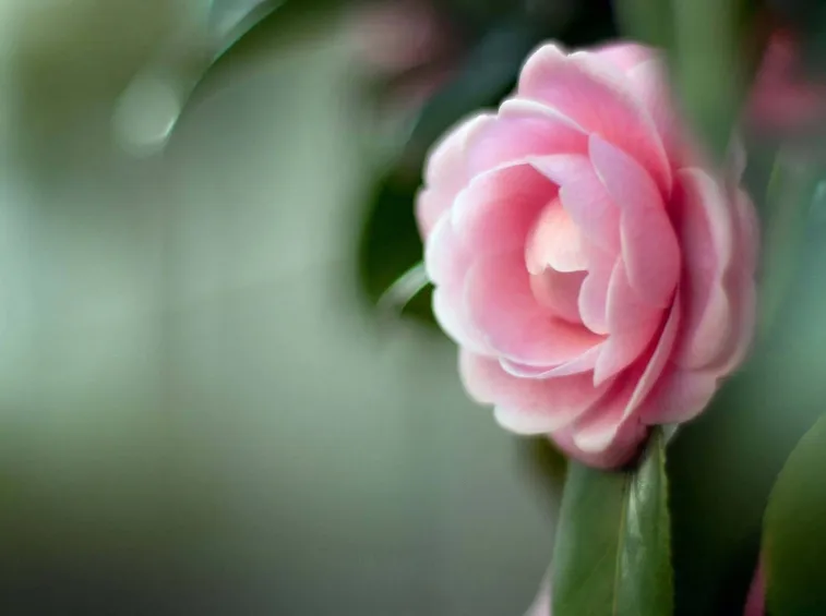 camelia2