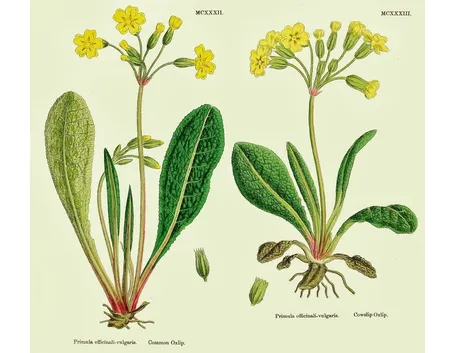 disegno botanico di primula
