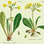 disegno botanico di primula