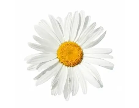 I fiori della margherita.