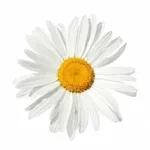 I fiori della margherita.