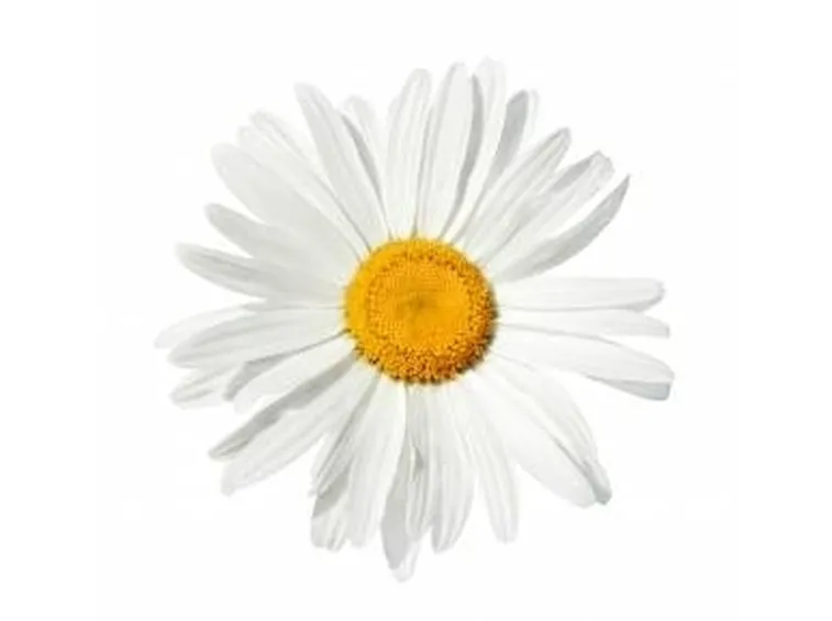 I fiori della margherita.