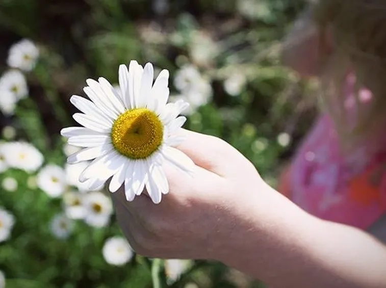 Mano di bambina che raccoglie una margherita.
