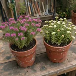Erica o calluna: riconosci la pianta prima di curarla