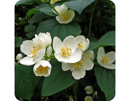 fiori gelsomino