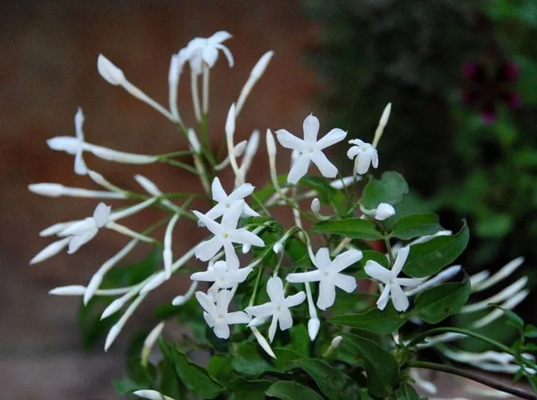 gelsomino talea 