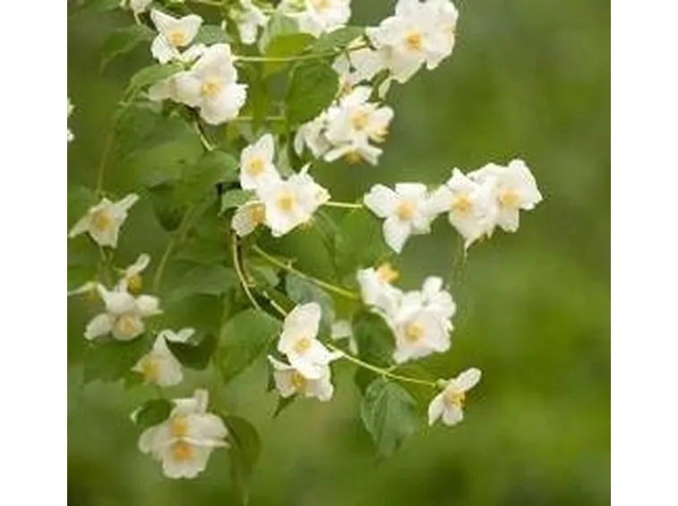 pianta fiori gelsomino 