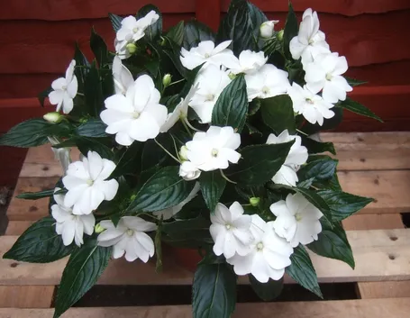 fiori 