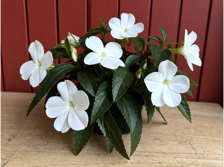 fiori 