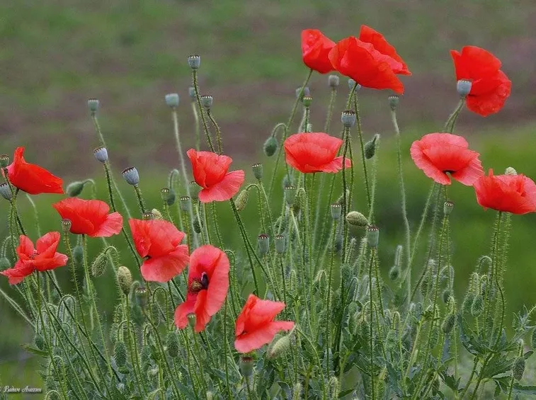 Papaveri