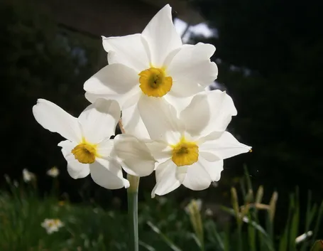 narciso 
