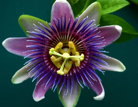 La passiflora viola