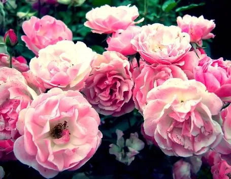 rosa rosa