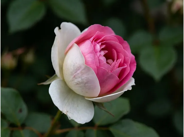 rosa rosa