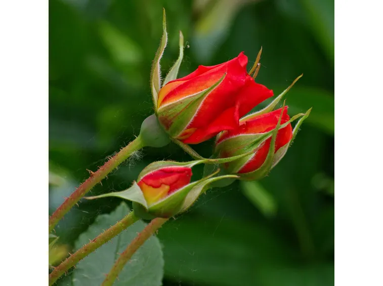 rosa botanica rossa