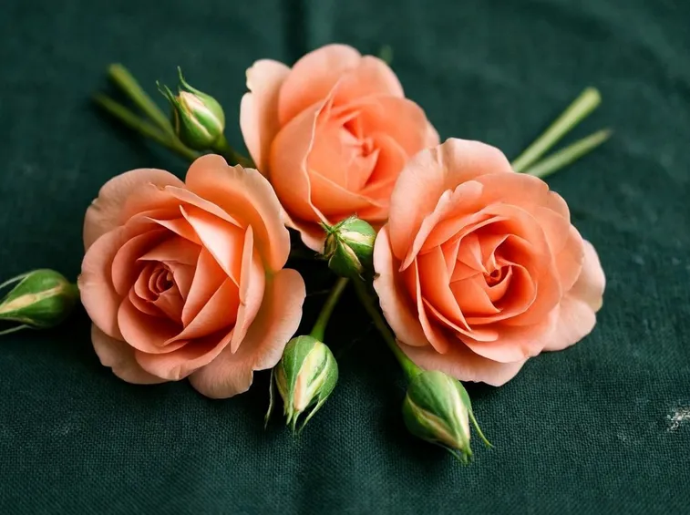 rosa