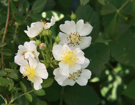Rosa canina bianca