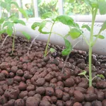 L'argilla espansa è utile soprattutto nel trapianto in vaso delle piante