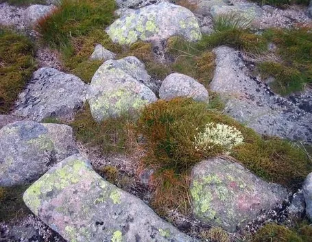 Un particolare di un giardino roccioso