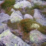 Un particolare di un giardino roccioso