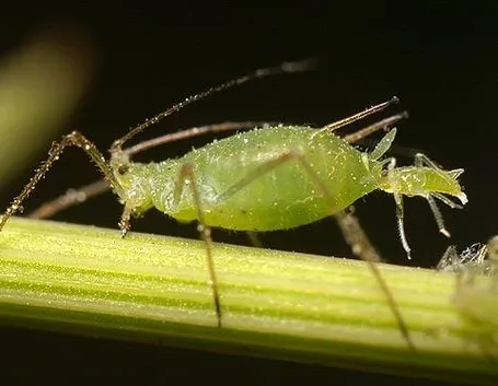 afidi piante 