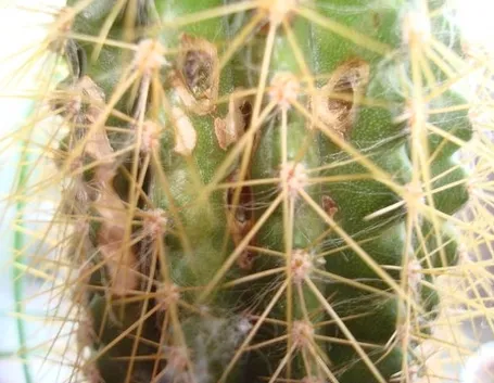 cactus 