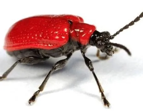 Coleotteri 
