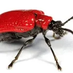 Coleotteri 