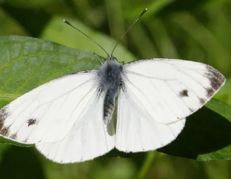 Un esemplare di pieris rapae, o farfalla cavolaia