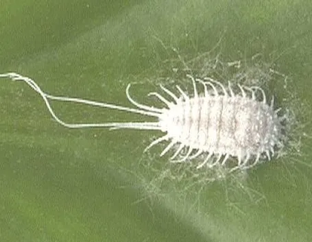 cocciniglia farinosa 