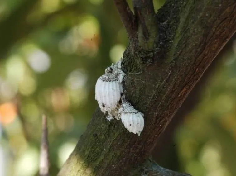 cocciniglia 