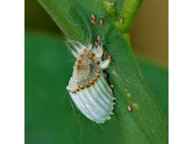 coccoidea