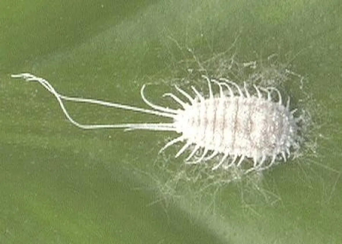 cocciniglia farinosa 
