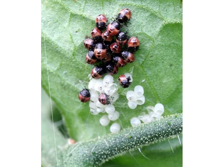 Dorifora infesta una pianta
