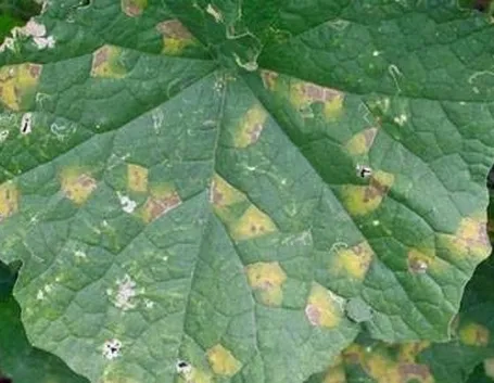 Combattere la peronospora 