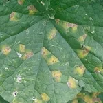 Combattere la peronospora 