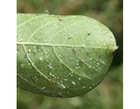parassiti 
