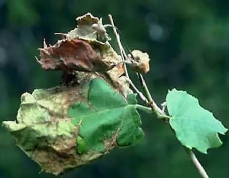Antracnosi 