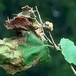 Antracnosi 