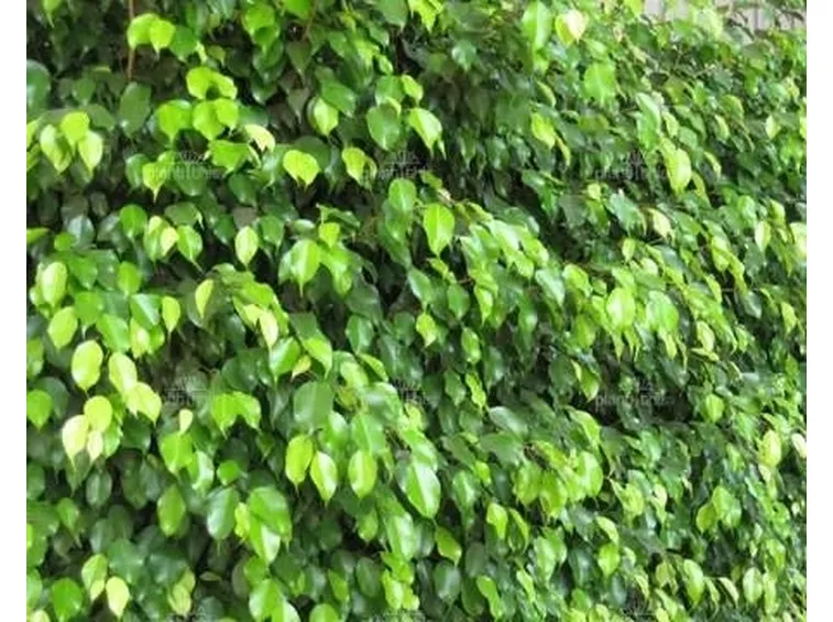 ficus 