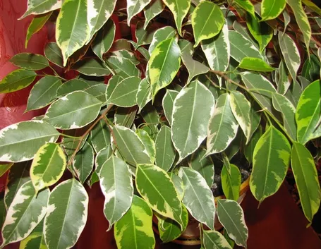 chioma ficus 