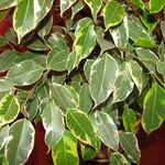chioma ficus 