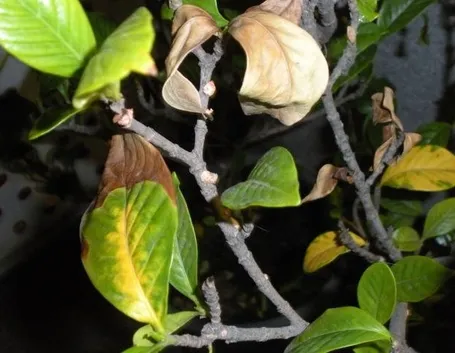 foglie gelsomino