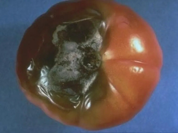 pomodoro danneggiato 