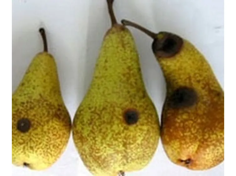 pere 